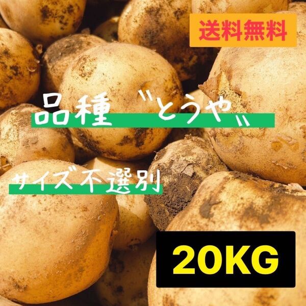 本日収穫 新じゃが とうや サイズ不選別 じゃがいも 茨城県産 20kg