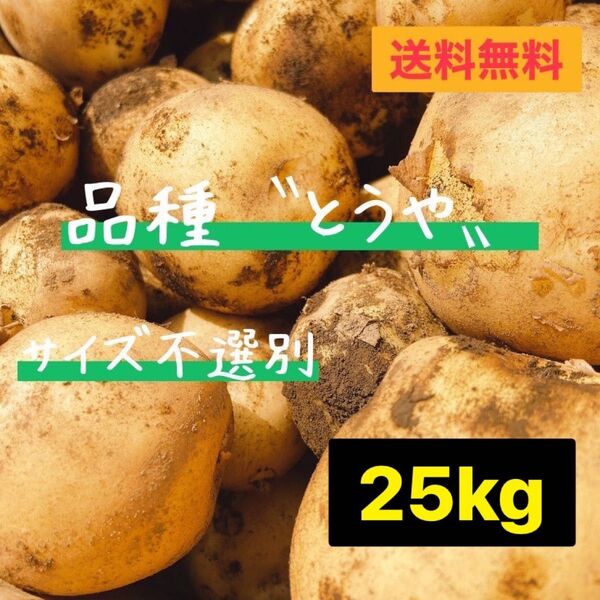 本日収穫 新じゃが とうや サイズ不選別 じゃがいも 茨城県産 25kg