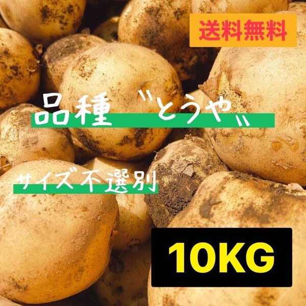 本日収穫 新じゃが とうや サイズ不選別 じゃがいも 茨城県産 10kg