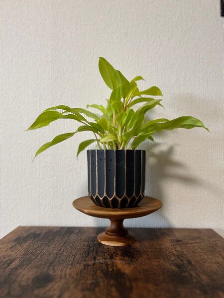 フィロデンドロン'マレービューティー /フィロデンドロン属 / 原産:熱帯アメリカ/観葉植物/鉢植え