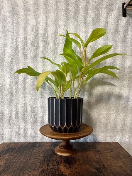フィロデンドロン'マレービューティー /フィロデンドロン属 / 原産:熱帯アメリカ/観葉植物/鉢植え
