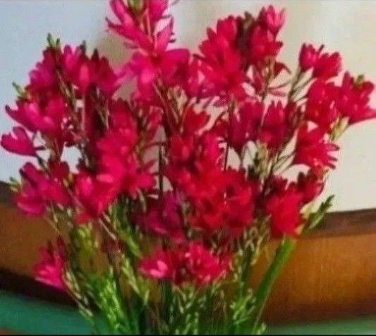 イキシアビーナス球根 3球 球根 球根植物