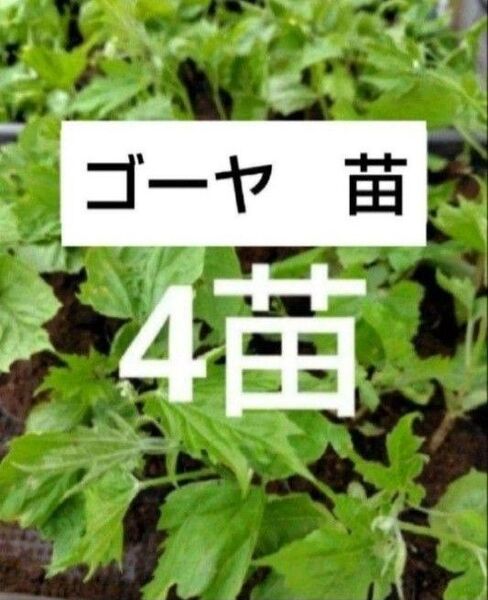 ゴーヤ 苗 無農薬 4本 家庭菜園 菜園