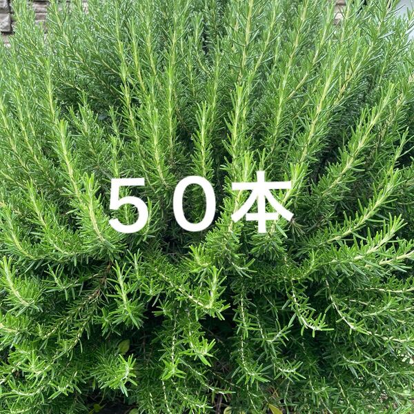 ローズマリー50本