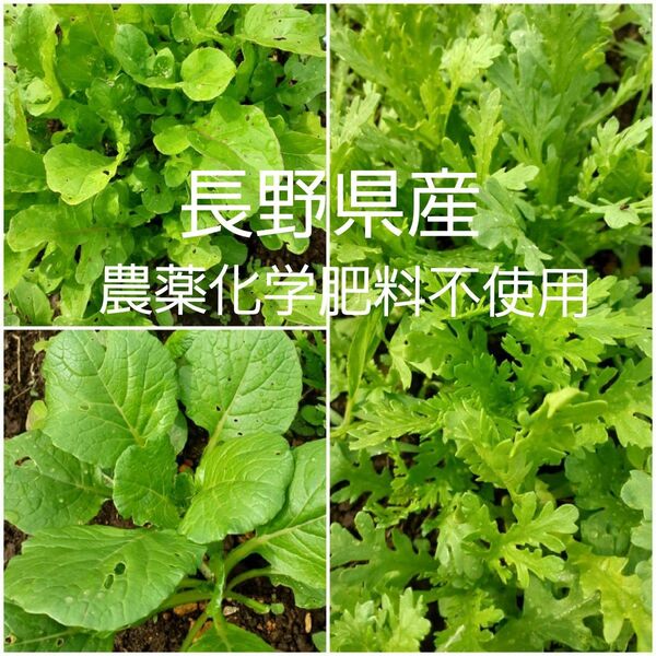 長野県産 農薬化学肥料不使用 葉っぱ 葉野菜 間引き菜 小さな葉っぱ 春菊 小松菜 ルッコラ