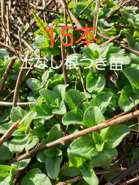 農薬化学肥料不使用 オレガノ 根付き 土なし 苗 15本