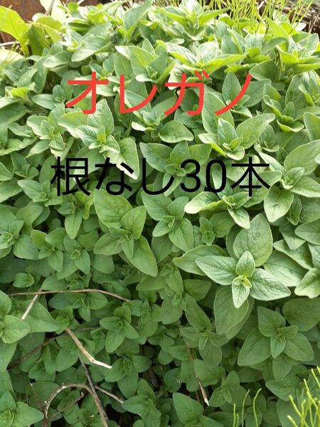 生ハーブ オレガノ 根っこなし 30本 農薬化学肥料不使用