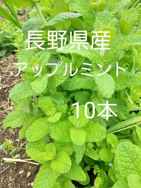 長野県産 アップルミント 苗 根っこ付き 10本 農薬肥料不使用