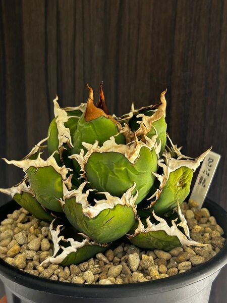 アガベ チタノタ 包心龍 検) 強棘 AGAVE 多肉植物 titanota ボール オテロイ 狼人