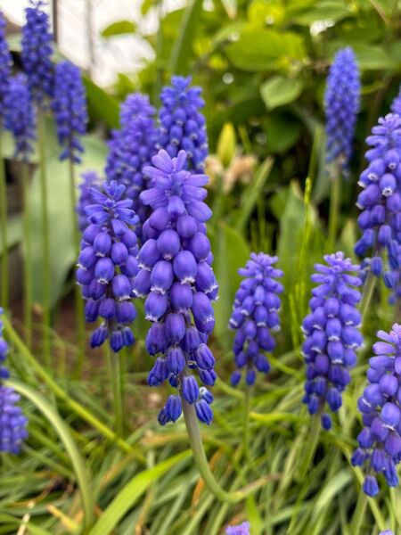 ムスカリ 球根 20球セット 青 ブルー 春の花