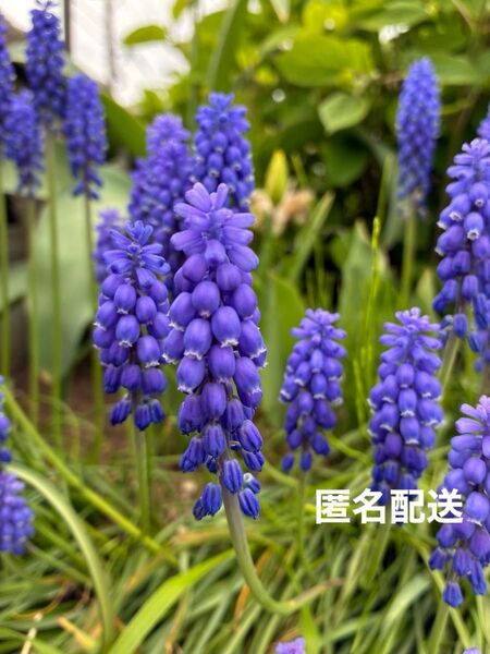 ムスカリ 球根 20球セット 青 ブルー 春の花