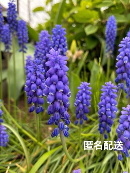 ムスカリ 球根 20球セット 青 ブルー 春の花