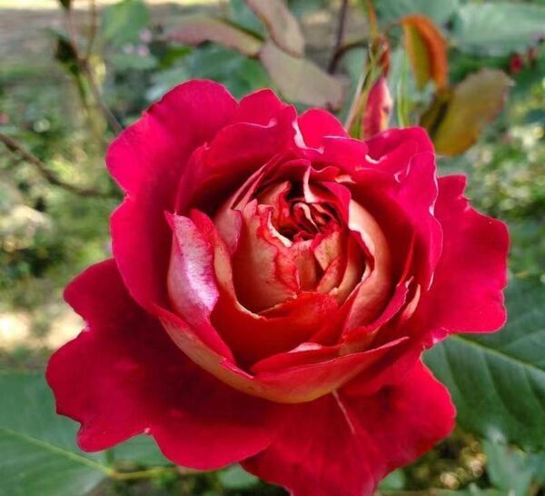薔薇苗 挿し木苗 ド