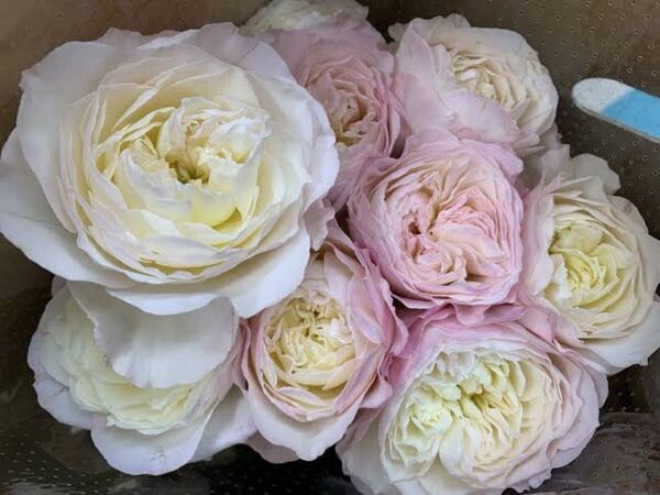ER 切花品種 薔薇苗 挿木苗 キ2