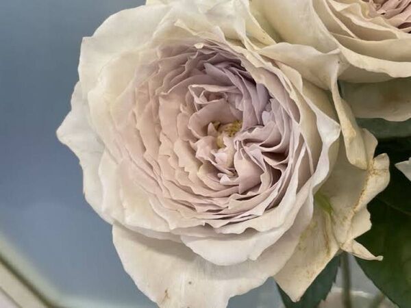希少 切り花品種 薔薇苗 挿し木苗 ミ(小さめ)
