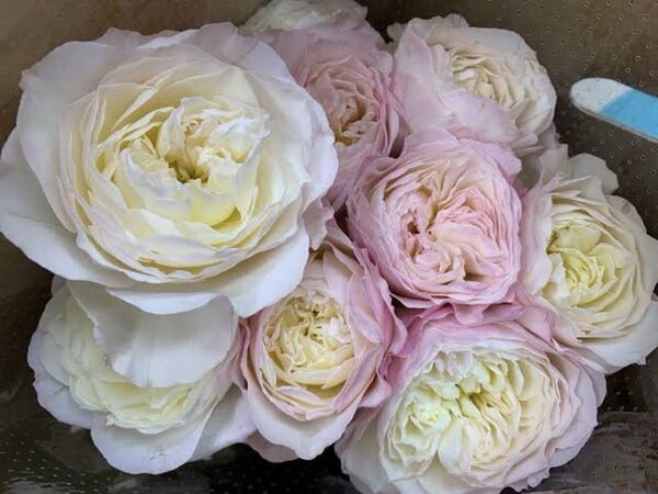 ER 切花品種 薔薇苗 挿木苗 キ
