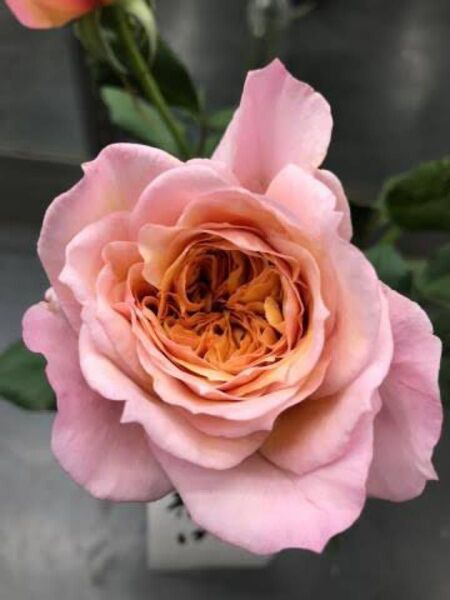 和バラ 切り花品種 薔薇苗 挿し木苗 ラスト株