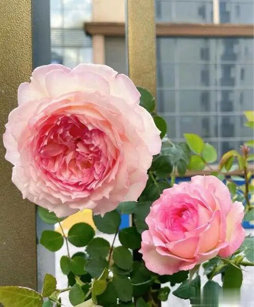 希少 海外品種 薔薇苗 挿木苗 Yuwansha