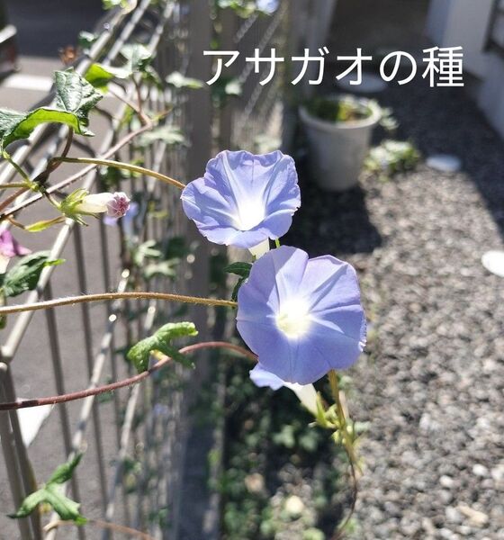アサガオの種