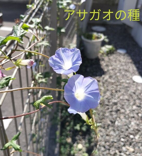 アサガオの種
