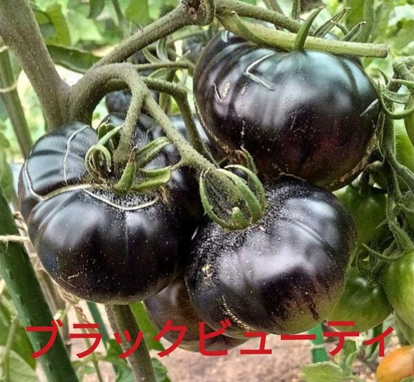 ブラックビューティ トマト 大玉 中玉 ミニトマト 苗 株 固定種 10粒
