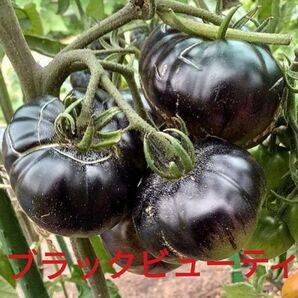 ブラックビューティ トマト 大玉 中玉 ミニトマト 苗 株 固定種 2株