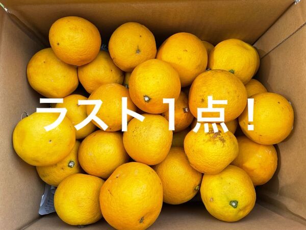 鹿児島県産訳あり日向夏5キロ
