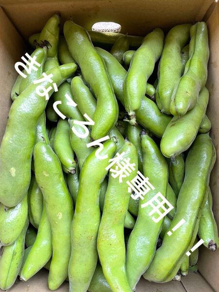 鹿児島県産そら豆8キロ