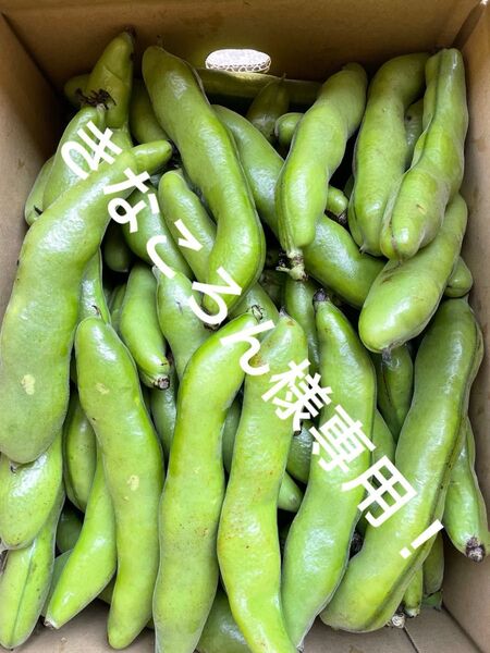 鹿児島県産そら豆