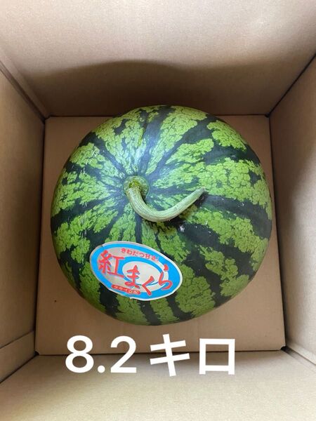 鹿児島県産訳ありすいか1玉 紅まくら
