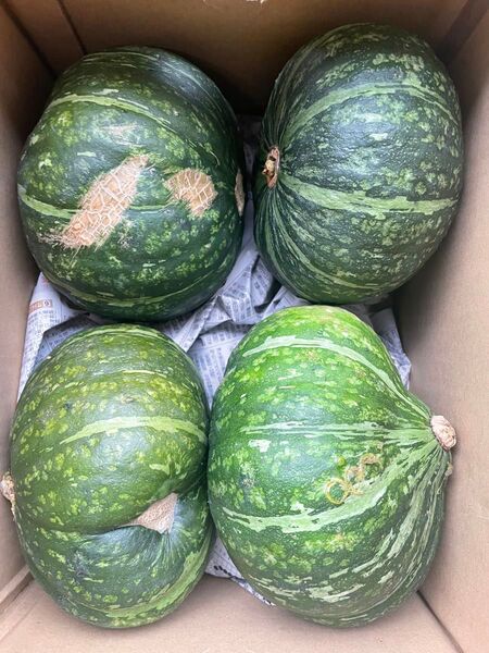 鹿児島県産訳あり新カボチャ えびす5キロ