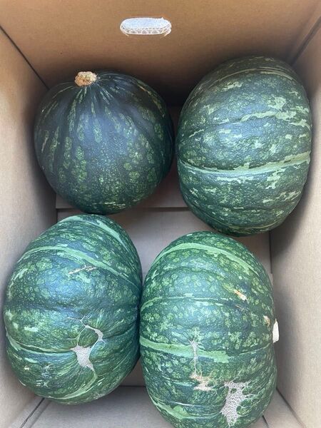 鹿児島県産訳あり新カボチャ5キロ えびす