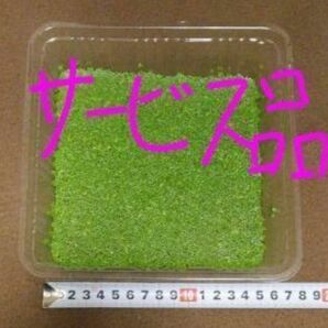 浮草(アオウキクサ)サービス品
