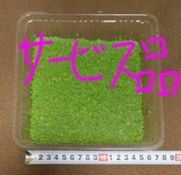 浮草(アオウキクサ)サービス品