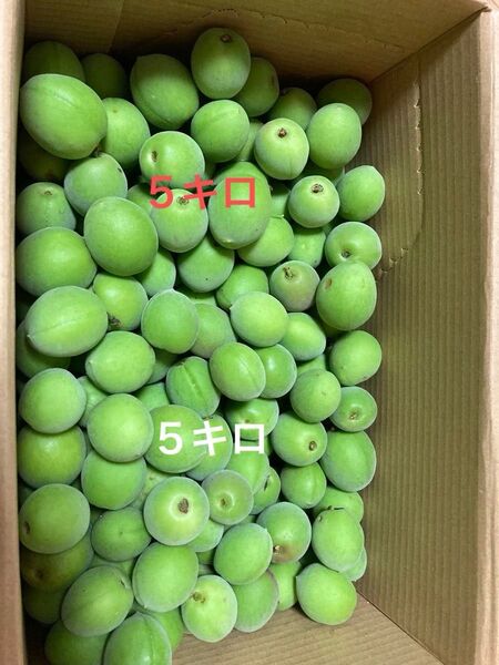 農家が栽培 梅の実 5キロ 無農薬栽培 南高梅など 梅シロップに 注文後に収穫します