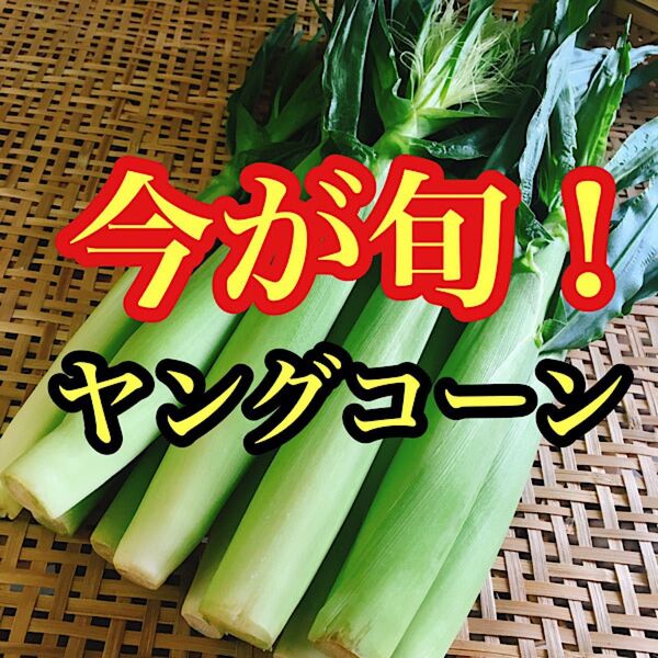 鹿児島県産 皮付きヤングコーン 6本から10本入り ネコポス発送