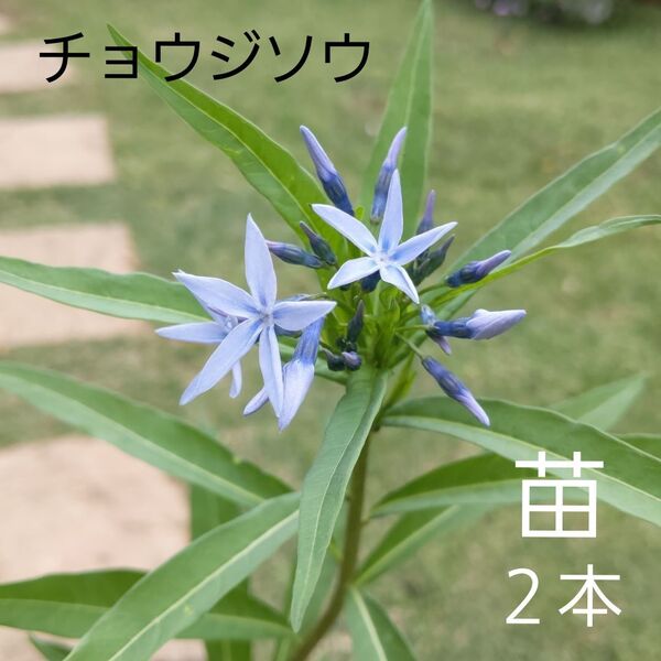 チョウジソウ 2本 茎太い根付き苗 ネコポス箱