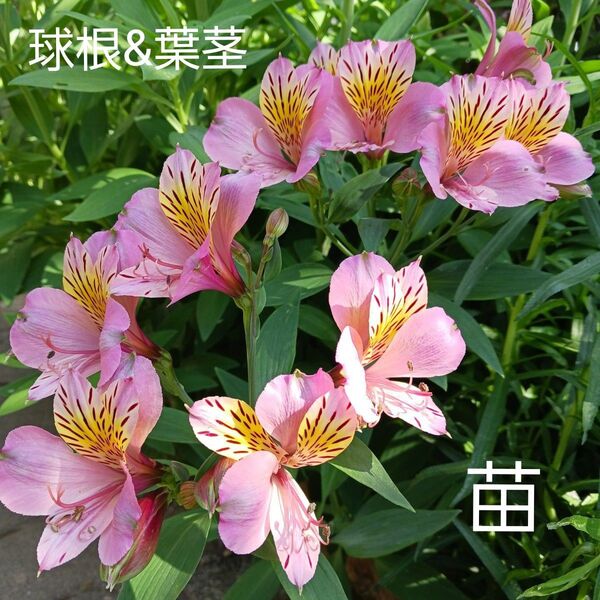 アルストロメリア ピンク 苗 球根5個 葉茎つき ネコポス箱