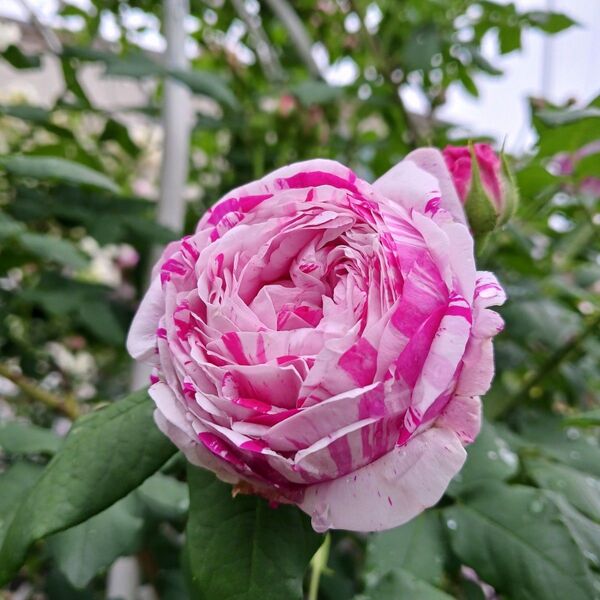 オールドローズ 薔薇 挿し穂2本 斑入り 挿し木. バリエガータディボローニャ