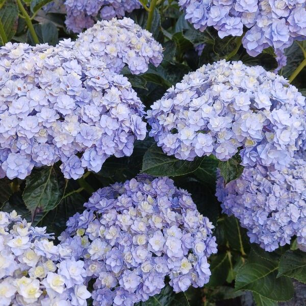 八重咲き 紫陽花 挿し木2本 ゆうゆうパケットmini
