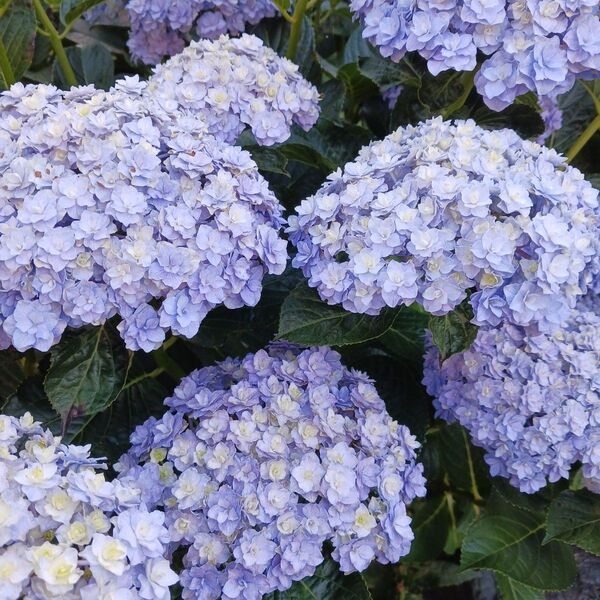 八重咲き 紫陽花 挿し木2本 ゆうゆうパケットmini アジサイ