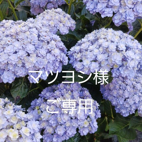 八重咲き紫陽花 挿し木2本+ローズマリー20本 同梱 ネコポス箱