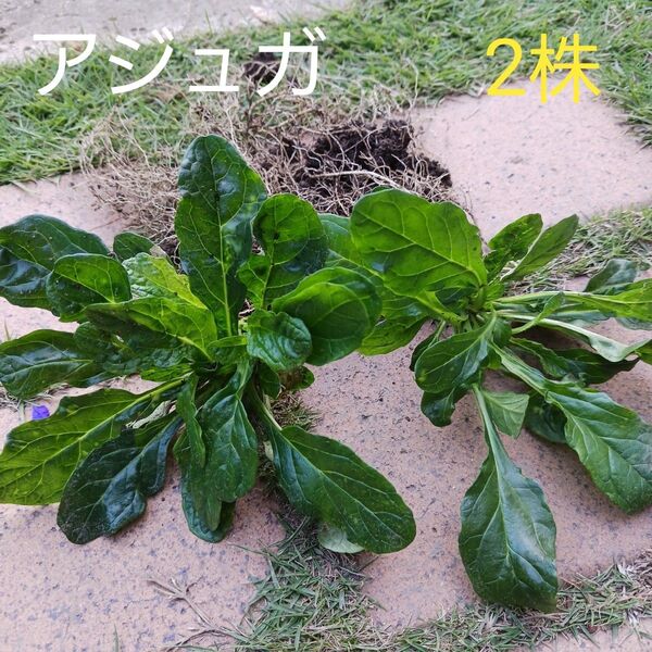 アジュガ 白 大苗 2株 ネコポス箱 グランドカバー 下草