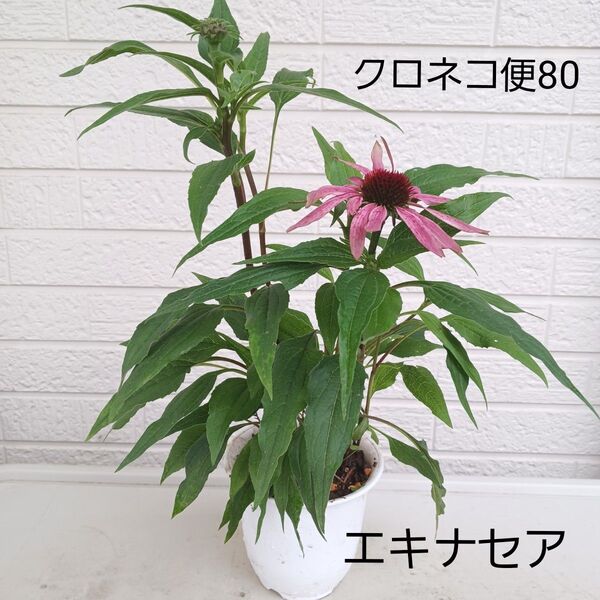 エキナセア ピンク 大株 大苗 鉢 パープレア クロネコ便