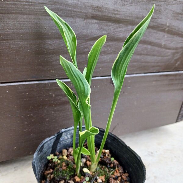 プレイングハンズ ホスタ 希少 フォスタ ギボウシ 観葉植物 苗