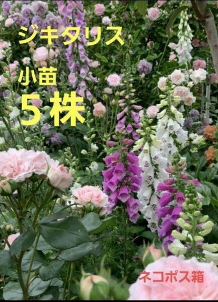 ジキタリス 苗(小) 5株 ネコポス箱 花苗 大型植物 多年草