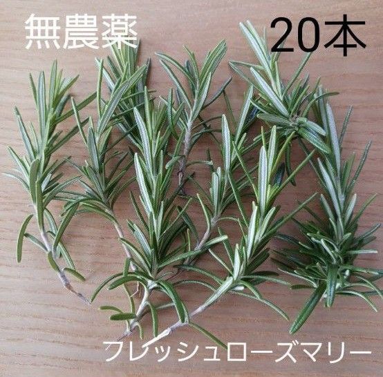 無農薬 フレッシュ ローズマリー 採れたて 20本 一輪挿し 料理 ポプリ ドライフラワー カットローズマリー