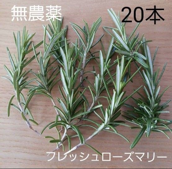 無農薬 フレッシュローズマリー 20本 カットローズマリー ハーブ 一輪挿し 料理 ドライフラワー ポプリ 挿し木にも