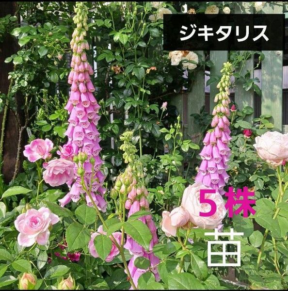 ジキタリス 苗(小) 5株 ネコポス箱 花苗 大型植物 多年草