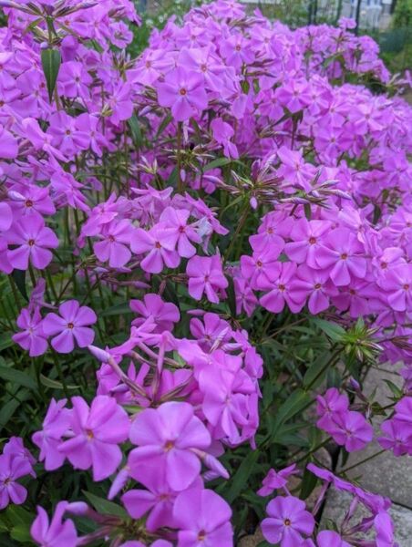 フロックス ピンク 苗 群生 華やか 芝桜より大きい ネコポス箱 宿根草